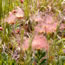 geum prairie smoke 